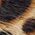 Color Swatch - Brown Sugar Leopard