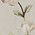 Color Swatch - Ivory