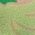 Color Swatch - Open Green