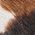 Color Swatch - Animal