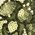 Color Swatch - Green