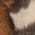 Color Swatch - Animal