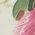 Color Swatch - Floral