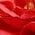 Color Swatch - Red