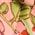 Color Swatch - Floral