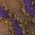 Color Swatch - Purple