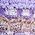 Color Swatch - Purple