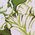 Color Swatch - Green