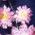 Color Swatch - Floral