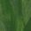 Color Swatch - Green