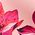 Color Swatch - Pink