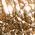 Color Swatch - Gold