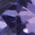 Color Swatch - Purple