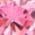 Color Swatch - Pink/Silver