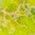 Color Swatch - Green