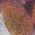 Color Swatch - Floral