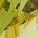 Color Swatch - Green Peridot Crystal