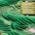 Color Swatch - Green