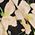 Color Swatch - Floral