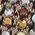 Color Swatch - Brown