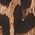 Color Swatch - Animal