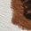 Color Swatch - Animal
