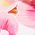 Color Swatch - Pink