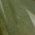 Color Swatch - Green
