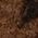 Color Swatch - Animal