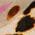 Color Swatch - Animal