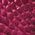 Color Swatch - Pink