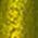 Color Swatch - Green