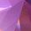 Color Swatch - Purple Crystal