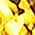 Color Swatch - Gold