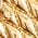 Color Swatch - Gold