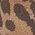 Color Swatch - Animal
