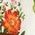 Color Swatch - Floral