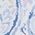 Color Swatch - Blue