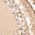 Color Swatch - Tan