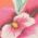 Color Swatch - Floral