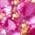 Color Swatch - Pink