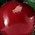 Color Swatch - Red