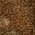 Color Swatch - Savannah Tan