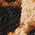 Color Swatch - Animal