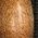 Color Swatch - Brown
