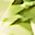 Color Swatch - Green
