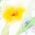 Color Swatch - Floral