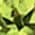 Color Swatch - Green