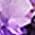 Color Swatch - Purple