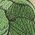 Color Swatch - Green